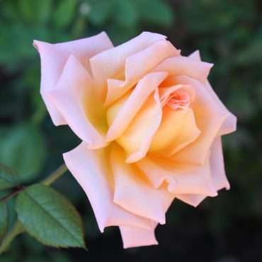 Peach Rose