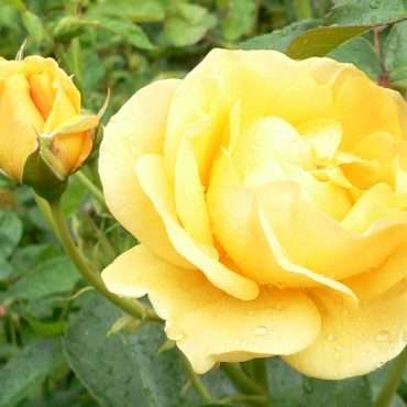 Yellow Rose